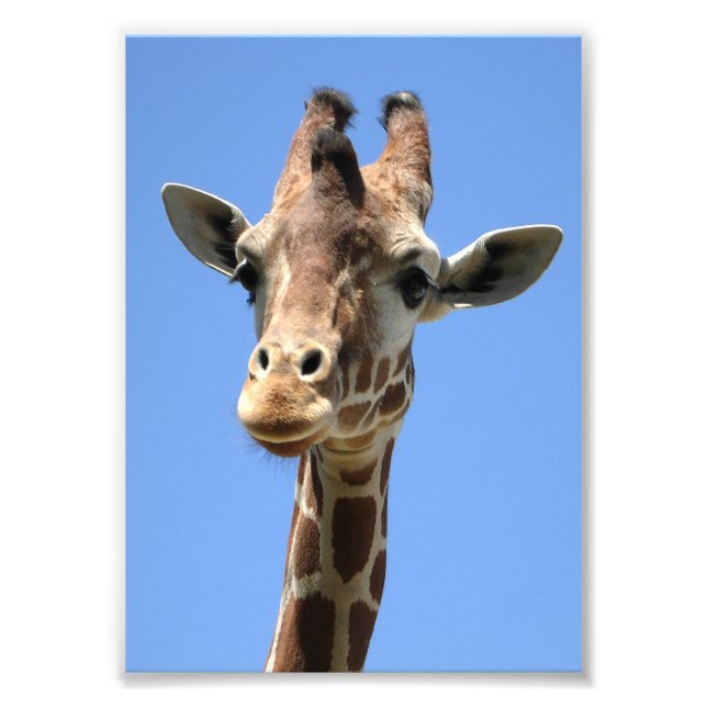 Cute Giraffe Photo Fototryck (Framsidan)