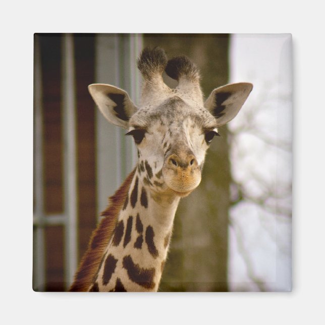 Cute Giraffe Photo Magnet (Framsidan)