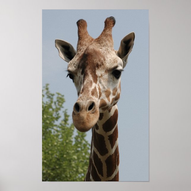 Cute Giraffe Poster (Framsidan)