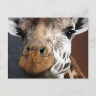 Cute Giraffe-vykort Vykort