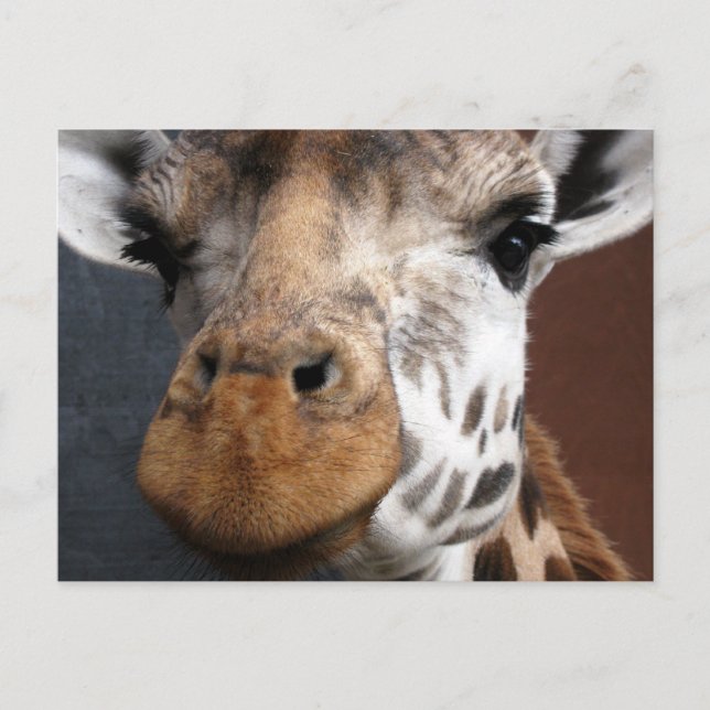 Cute Giraffe-vykort Vykort (Framsida)