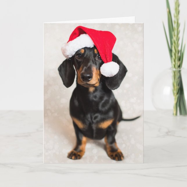 Cute Gnistra Dachshund Puppy med julklapp Helgkort (Framsida)