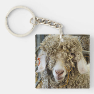 CUTE GOAT