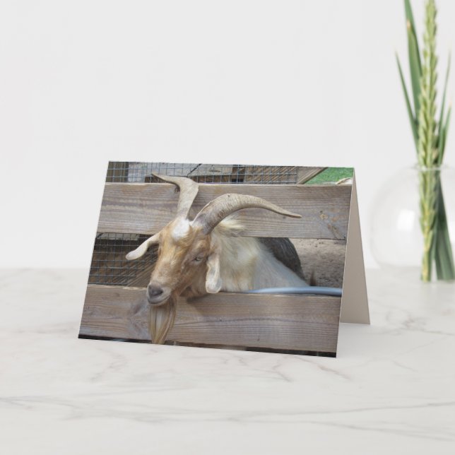 Cute Goat Beging for Attention Greeting Card Kort (Framsida)