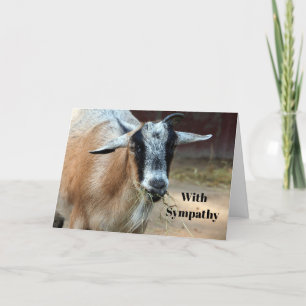 Cute Goat Eating Hay Photo Sympathy Kort