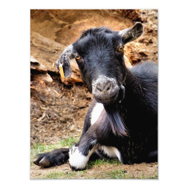 CUTE GOAT FOTOTRYCK (Framsidan)