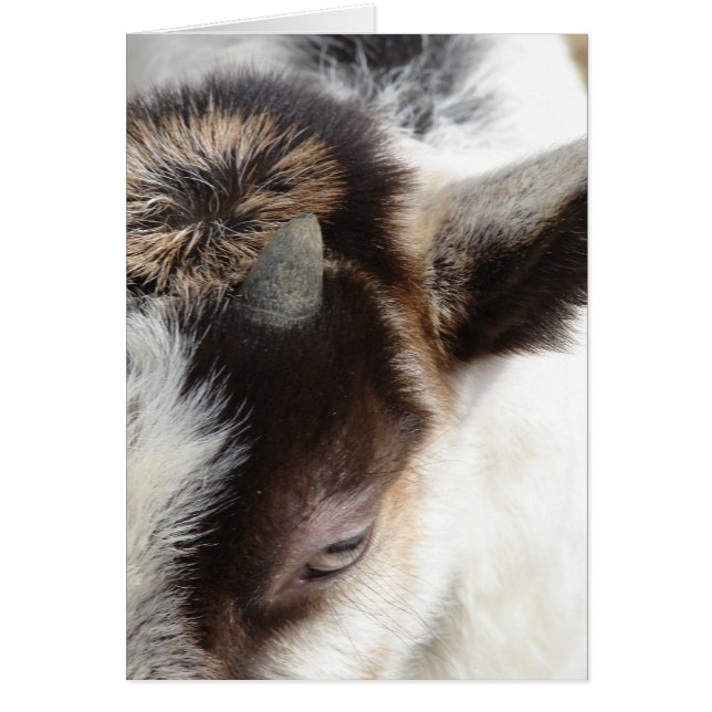 Cute Goat Hälsningskort (Framsidan)