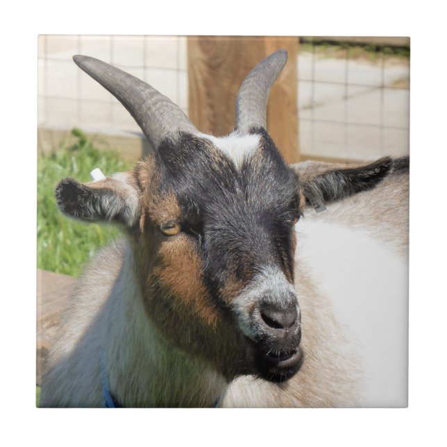 CUTE GOAT KAKELPLATTA (Framsidan)