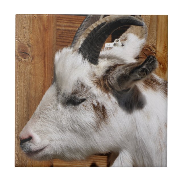 CUTE GOAT KAKELPLATTA (Framsidan)