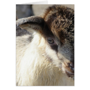 Cute Goat Kid Hälsningskort