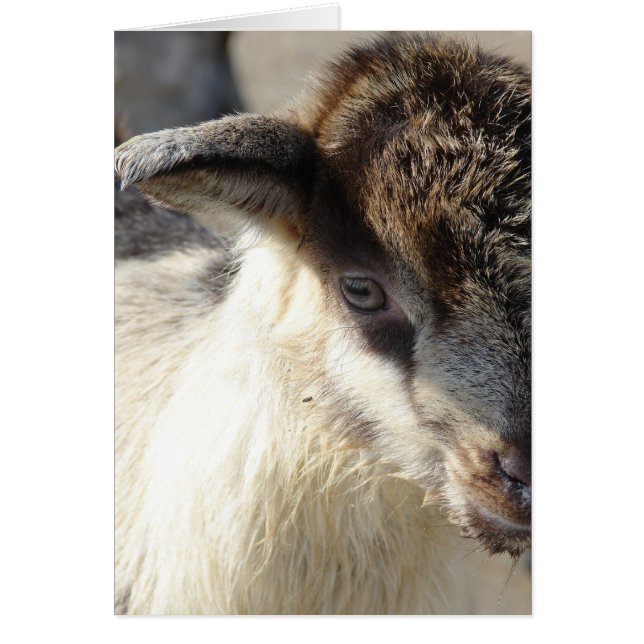 Cute Goat Kid Hälsningskort (Framsidan)