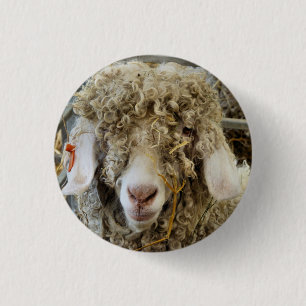 CUTE GOAT KNAPP