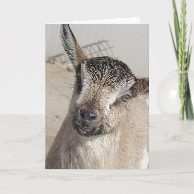 Cute Goat Kort (Framsida)