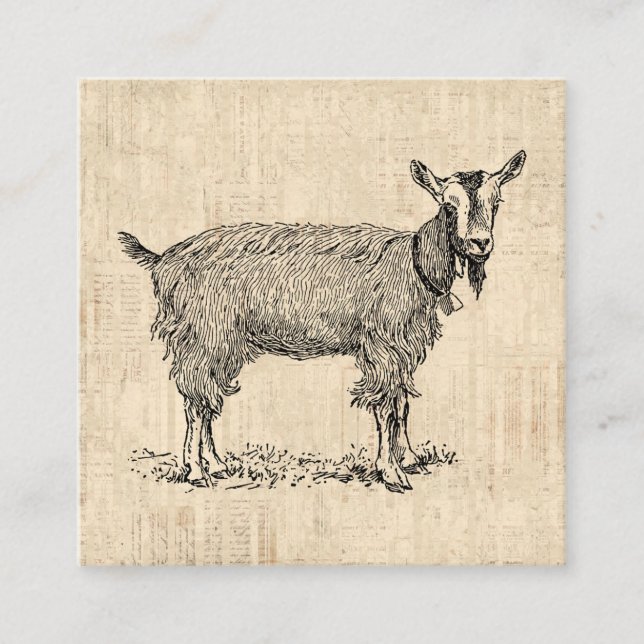 Cute Goat med Bell Illustration Antique Script Tilläggskort (Framsida)