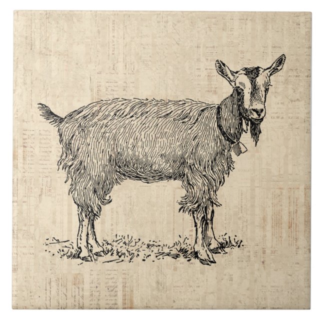 Cute Goat med Bell Illustration Antique-skript Kakelplatta (Framsidan)