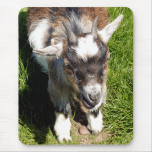 CUTE GOAT MUSMATTA