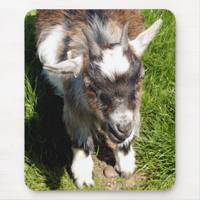 CUTE GOAT MUSMATTA (Framsidan)
