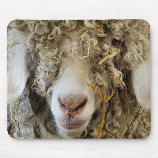 CUTE GOAT MUSMATTA (Framsidan)
