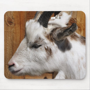 CUTE GOAT MUSMATTA