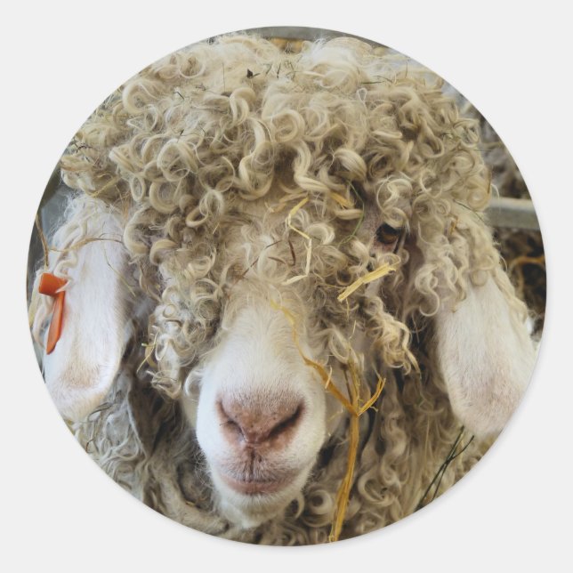 CUTE GOAT RUNT KLISTERMÄRKE (Framsida)