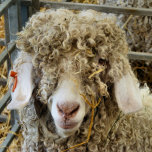 CUTE GOAT SILVERPLÄTERAT HALSBAND<br><div class="desc">En roligt fotografisk design av en vacker angorabas.</div>