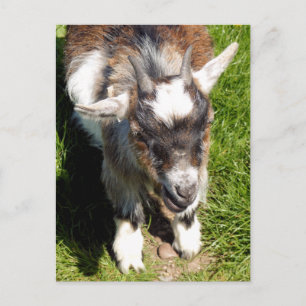 CUTE GOAT VYKORT