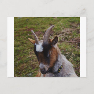 Cute Goat. Vykort