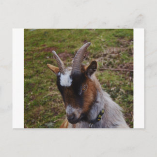 Cute Goat. Vykort