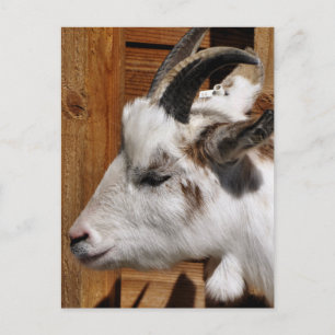 CUTE GOAT VYKORT