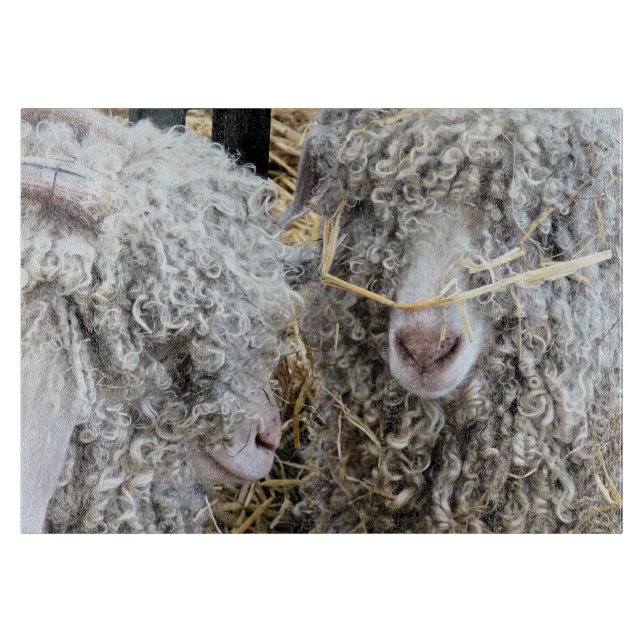 CUTE GOATS (Framsidan)
