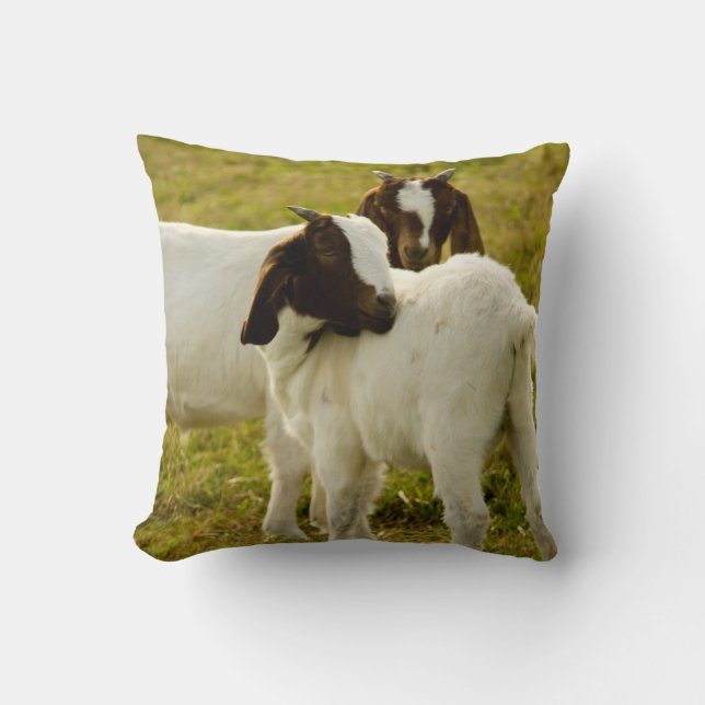 Cute Goats Boer Fält Kudde (Framsida)