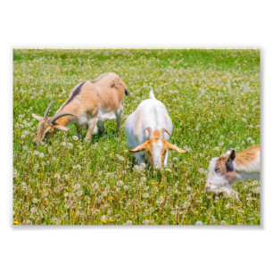 Cute Goats Boskap Fototryck