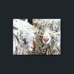 CUTE GOATS CANVASTRYCK<br><div class="desc">En fotografisk design av två mycket söta angoragetter med en halmstrå dekoration.</div>