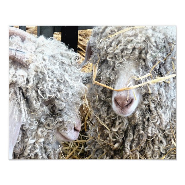 CUTE GOATS FOTOTRYCK (Framsidan)