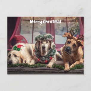 Cute God jul Hundar Helg Vykort