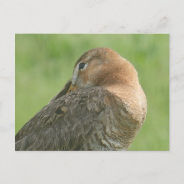 Cute Godwit stäng DIY-vykort Vykort (Framsida)