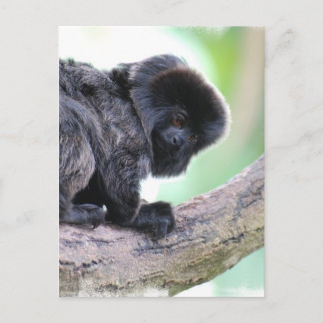 Cute Goeldi Vykort (Framsida)