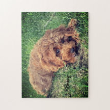 Cute Golden Doodle Jigszle Puzzle