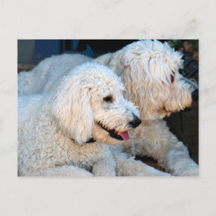 Cute Golden Doodles-bakgrund Vykort