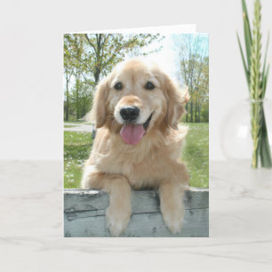 Cute Golden Retriever-Hund om Fensionstänkande Kort