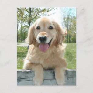 Cute Golden Retriever-Hund om Fensionstänkande Vykort