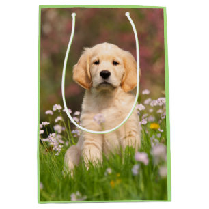 Cute Golden Retriever Hund Puppy Ansikte Animal Ph