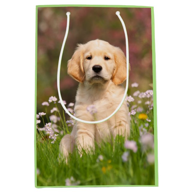 Cute Golden Retriever Hund Puppy Ansikte Animal Ph (Framsidan)