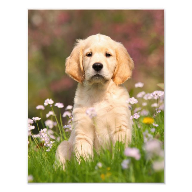 Cute Golden Retriever Hund Puppy - papper Fototryck (Framsidan)