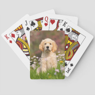 Cute Golden Retriever Hund Puppy Photo Porträtt - Casinokort