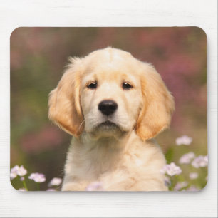 Cute Golden Retriever Hund Puppy Porträtt Musmatta