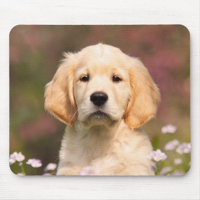 Cute Golden Retriever Hund Puppy Porträtt Musmatta (Framsidan)