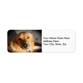 Cute Golden Retriever Hund Returadress Etikett