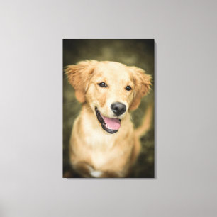 Cute Golden Retriever Puppy Canvastryck