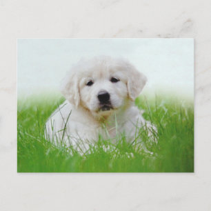 Cute Golden Retriever Puppy Hund Grönt Grass Vykort